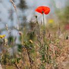 "Coquelicot"