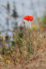 "Coquelicot"