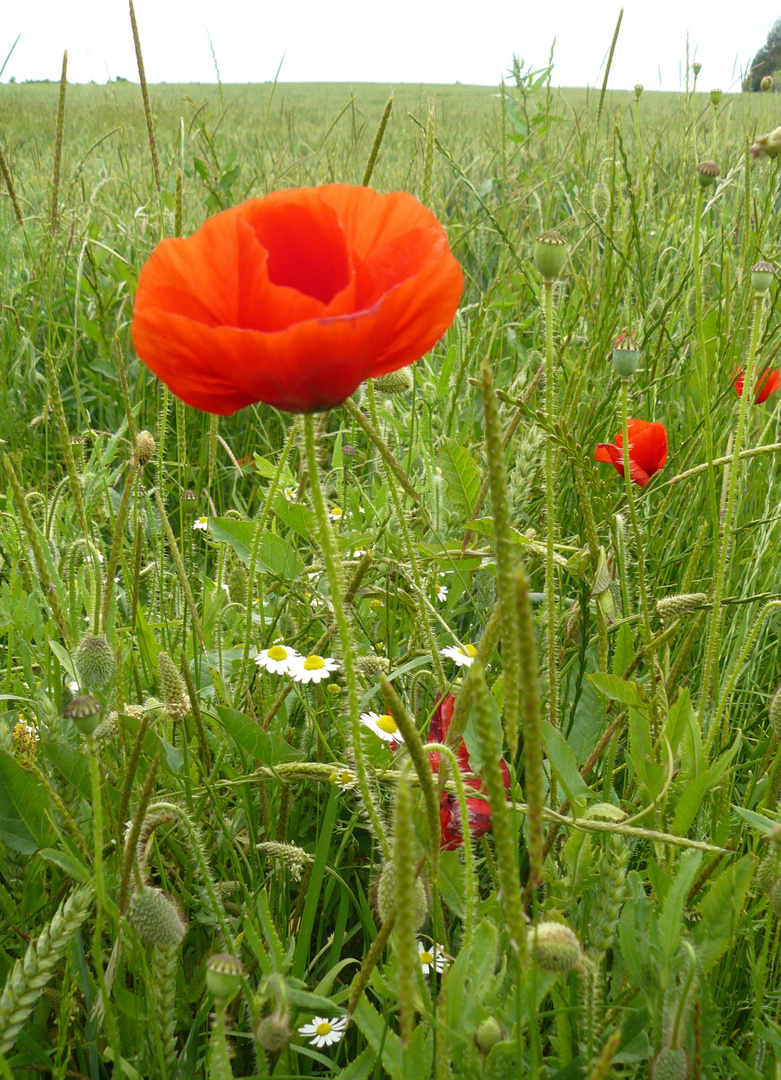 Coquelicot