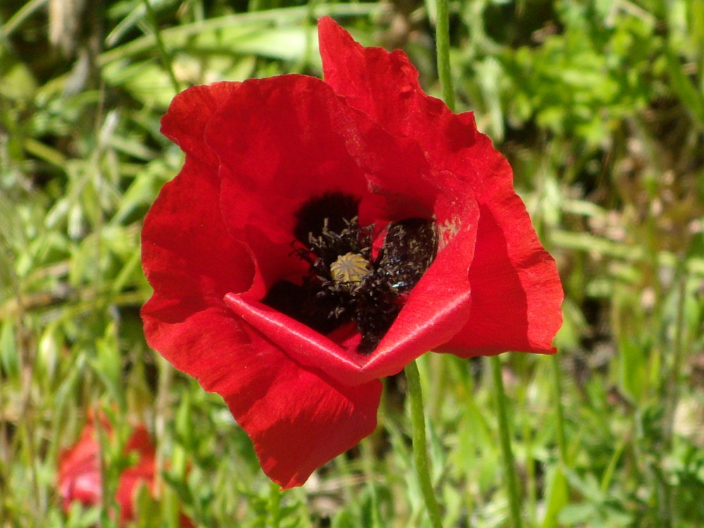 coquelicot corse