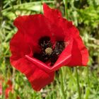 coquelicot corse