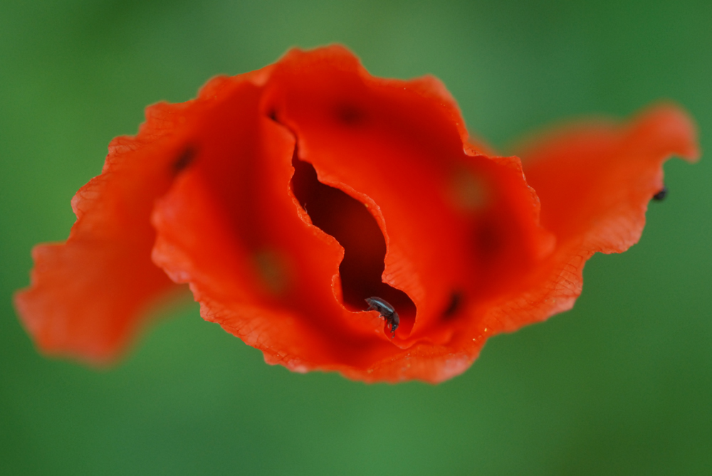 Coquelicot croqueur