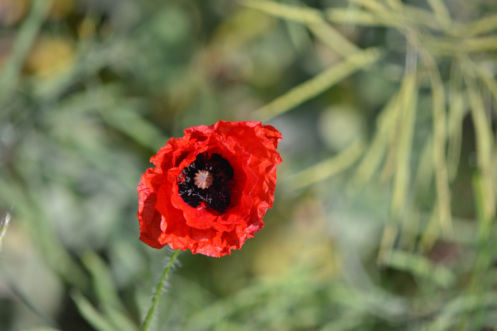 Coquelicot