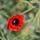 Coquelicot