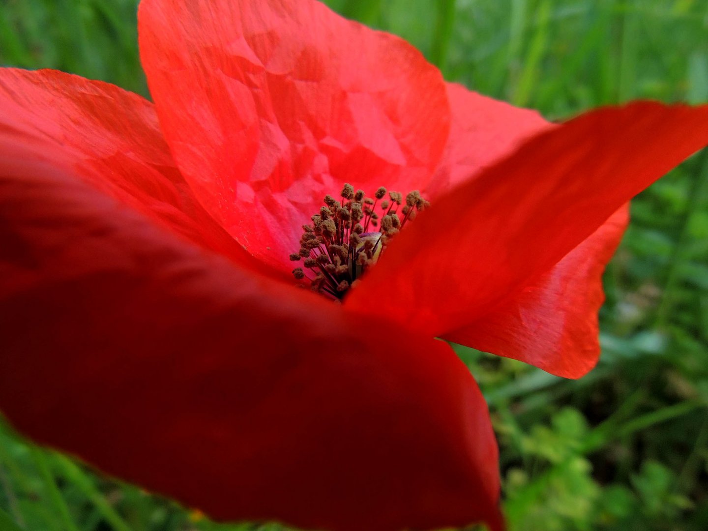 Coquelicot