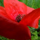 Coquelicot