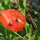 coquelicot