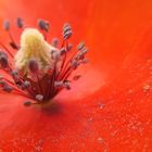 Coquelicot!!!