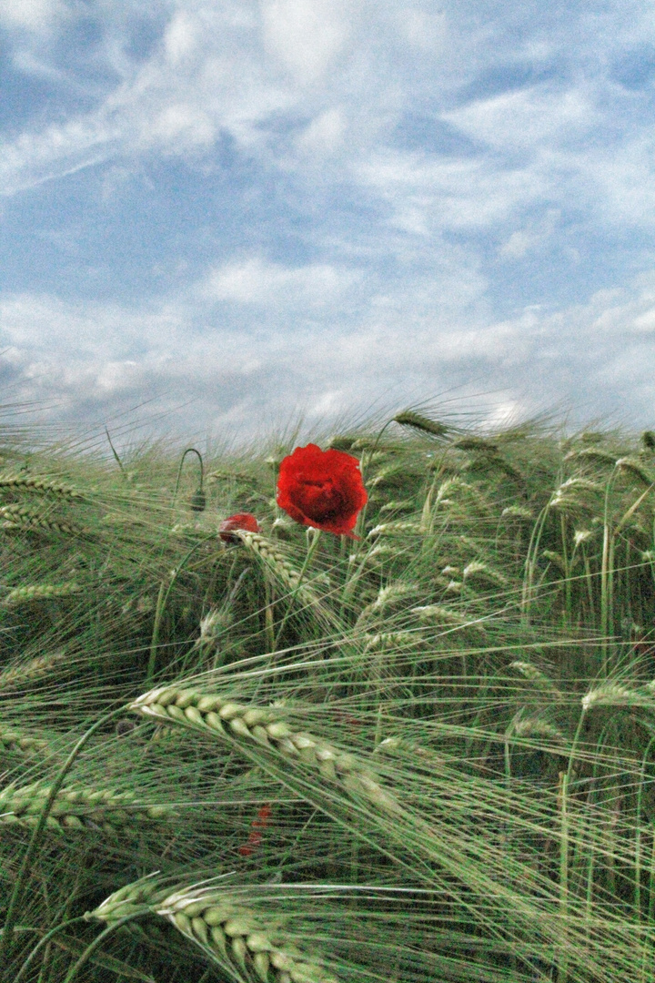 coquelicot