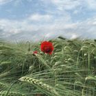 coquelicot