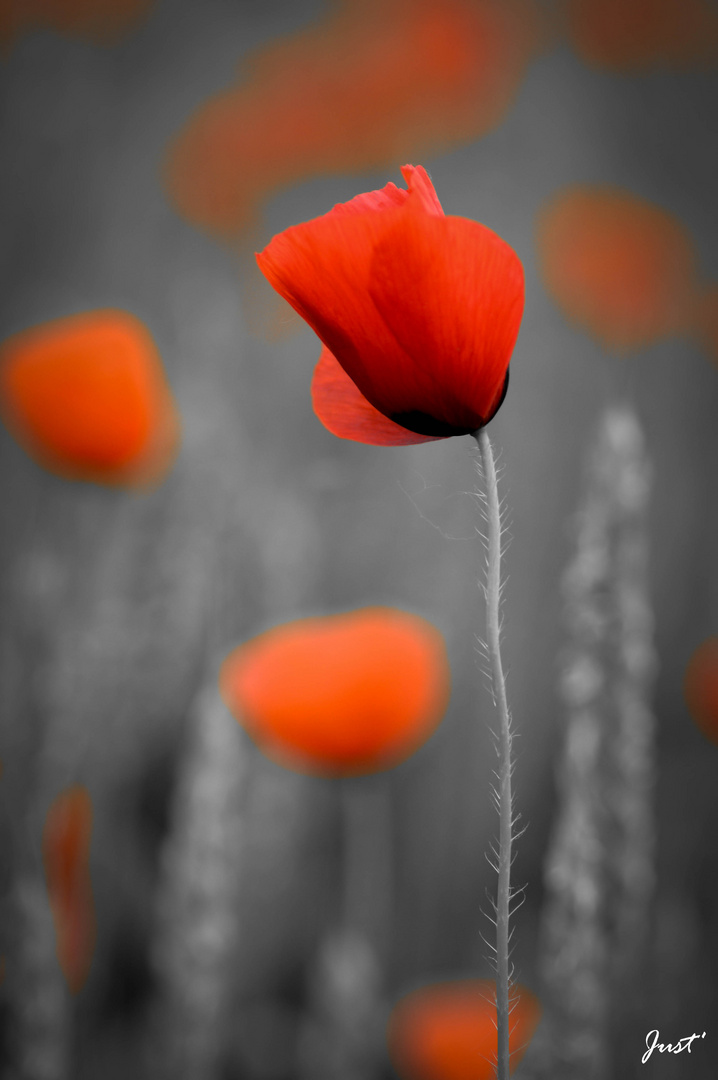 Coquelicot dans le champ