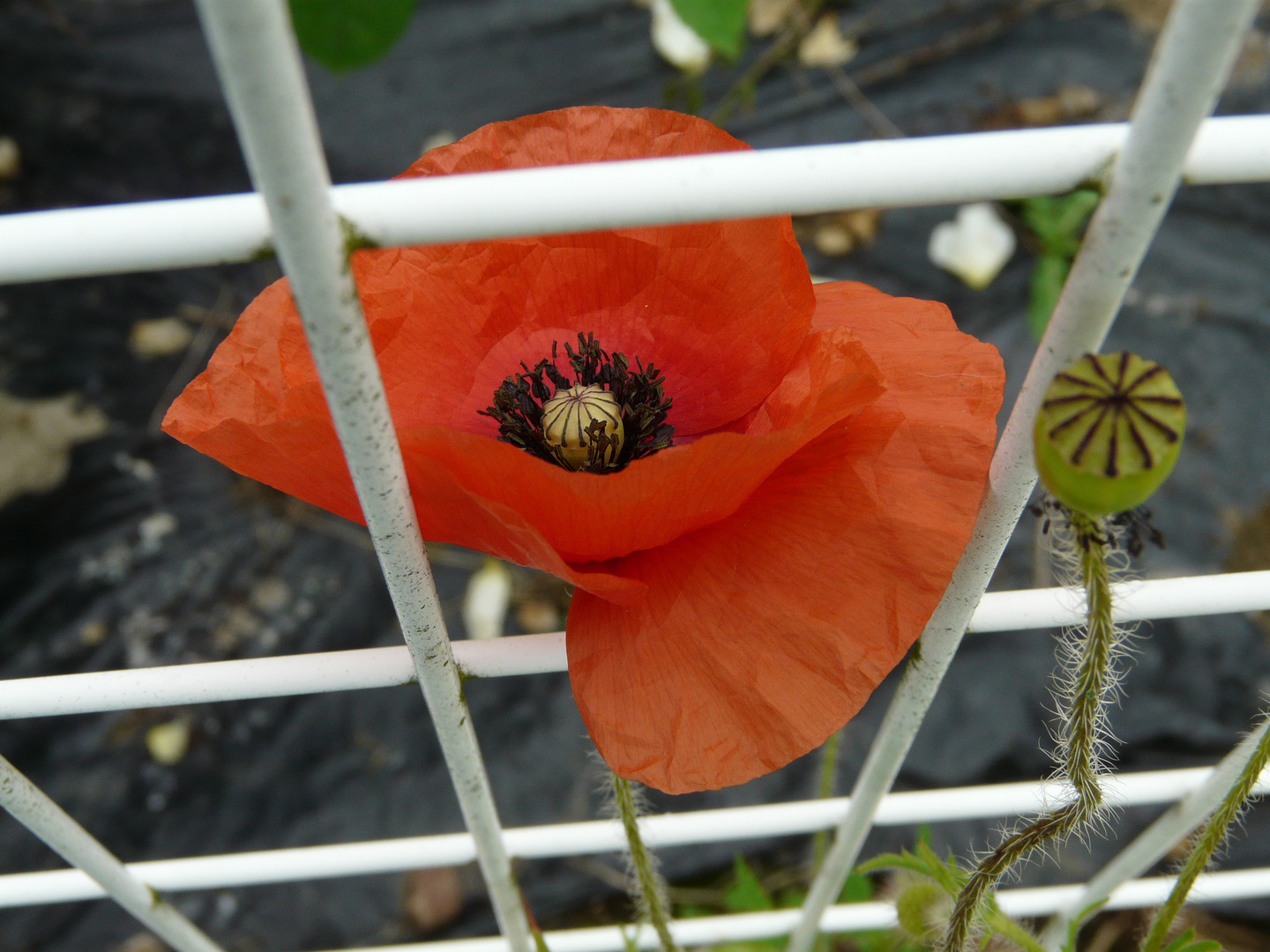 coquelicot dans le grillage