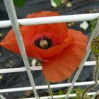 coquelicot dans le grillage