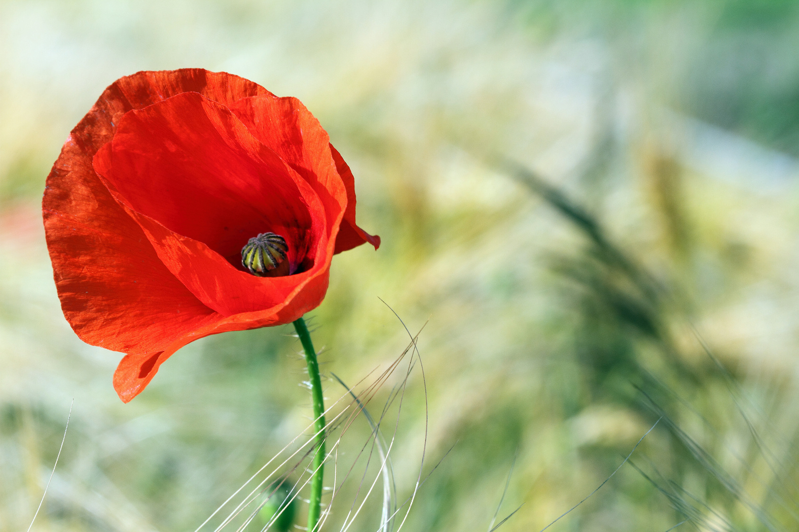 coquelicot dans le vent .