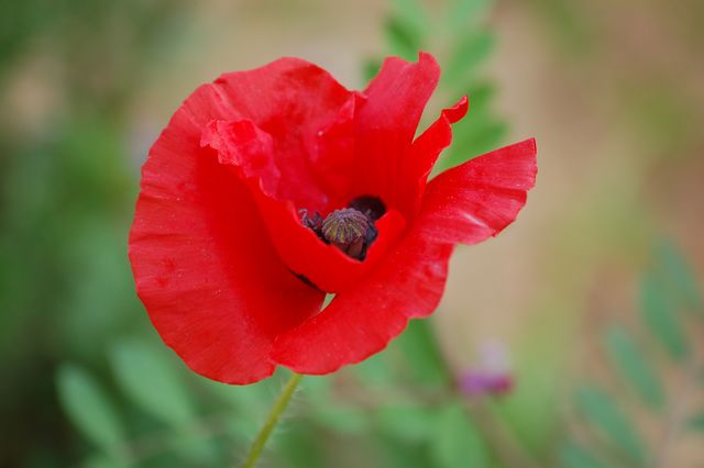 Coquelicot dans le vent