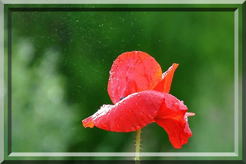 Coquelicot dans le vent