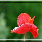 Coquelicot dans le vent