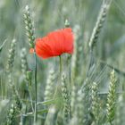 Coquelicot dans un champ de blé