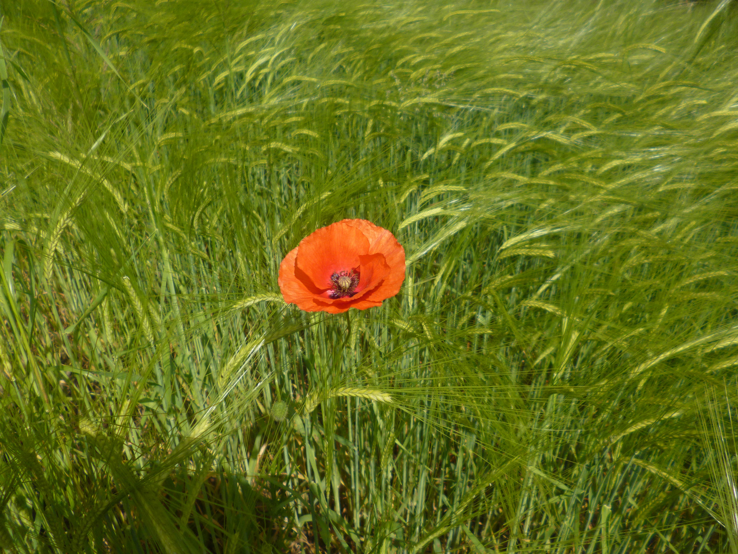 Coquelicot dans un joli champ de blé