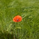 Coquelicot dans un joli champ de blé