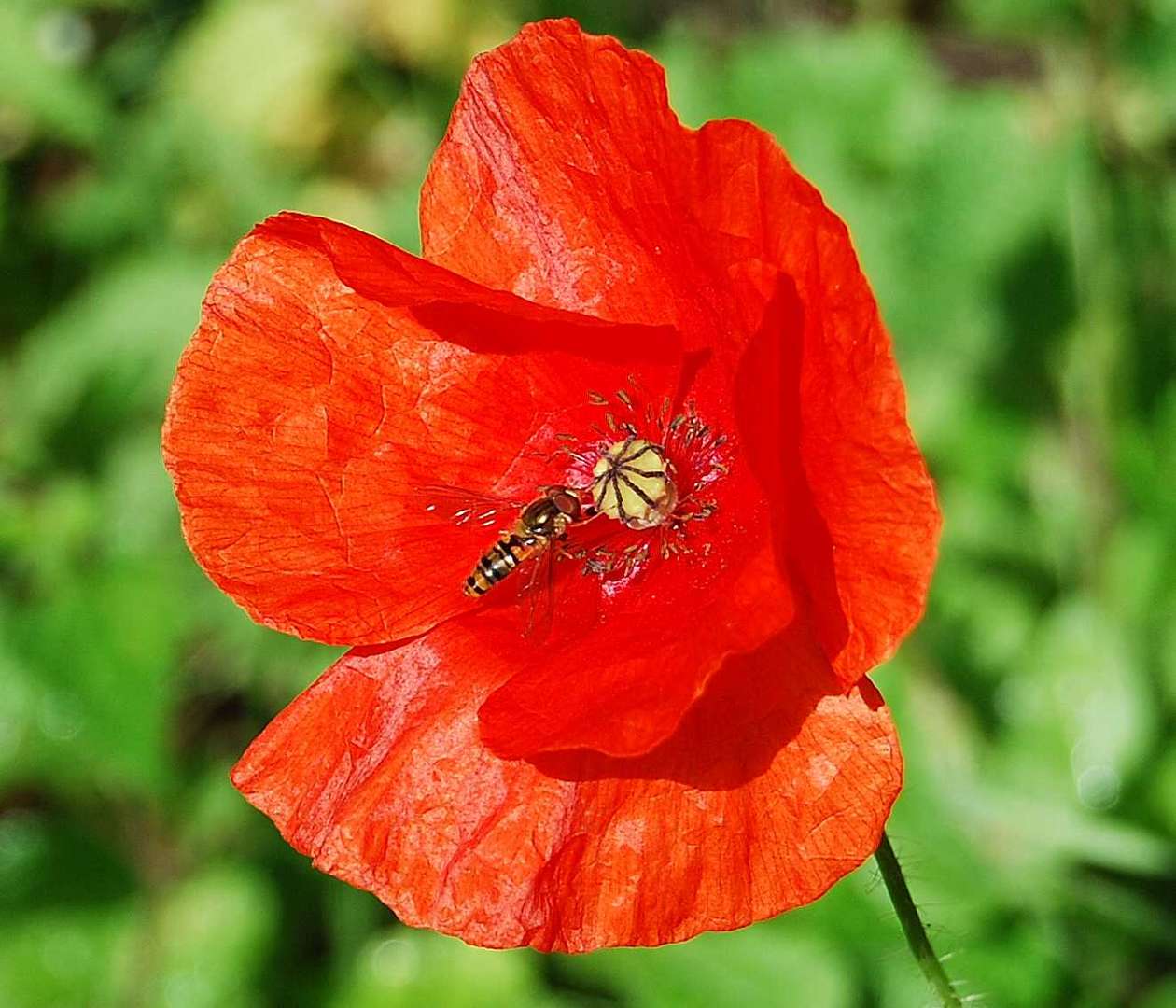 coquelicot