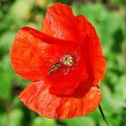 coquelicot