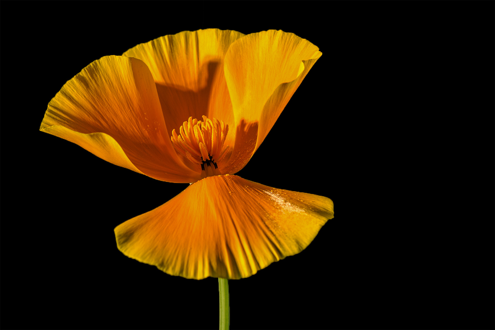 Coquelicot de Californie