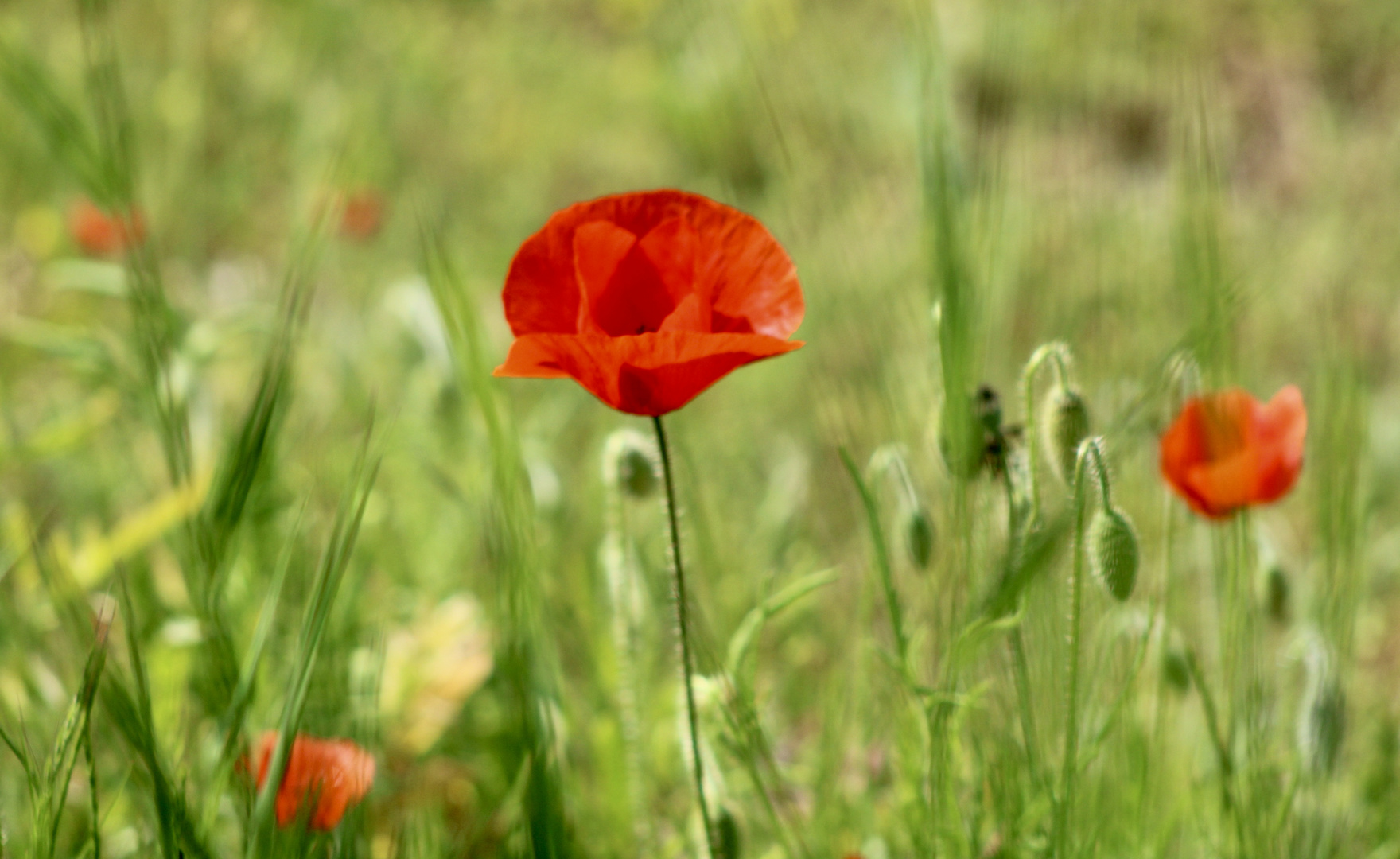 ...coquelicot délicat !!!...