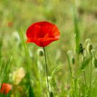 ...coquelicot délicat !!!...