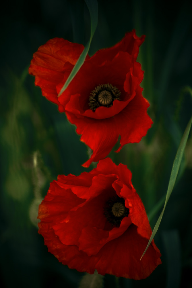 coquelicot des prés