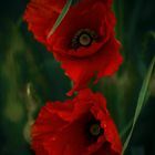 coquelicot des prés