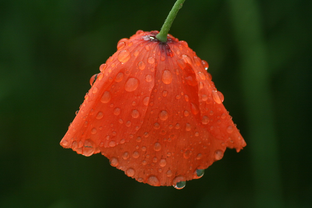 COQUELICOT DU MATIN