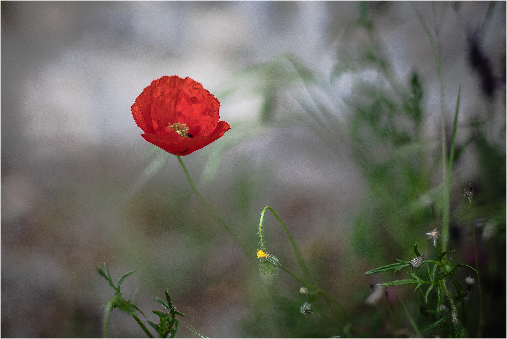 coquelicot