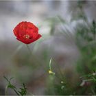 coquelicot