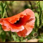 coquelicot