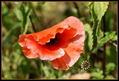 coquelicot