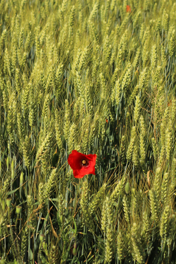 Coquelicot