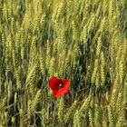 Coquelicot