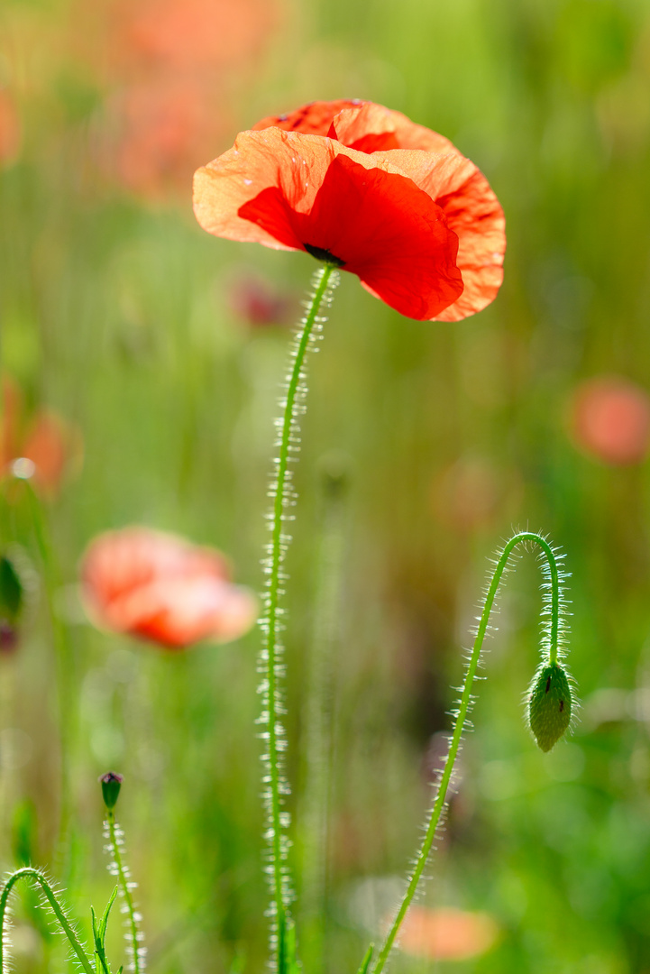 Coquelicot