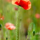 Coquelicot