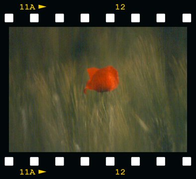 coquelicot ...