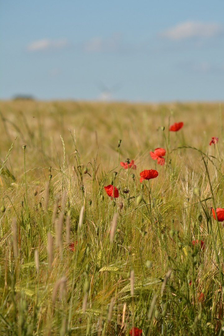 Coquelicot