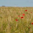 Coquelicot