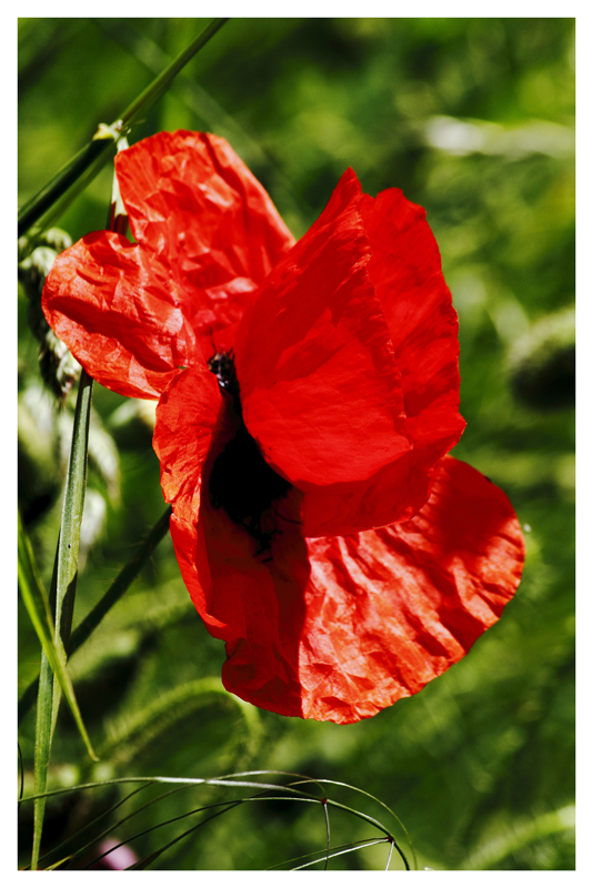 Coquelicot en bord de route