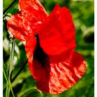 Coquelicot en bord de route