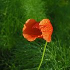 coquelicot en cornette