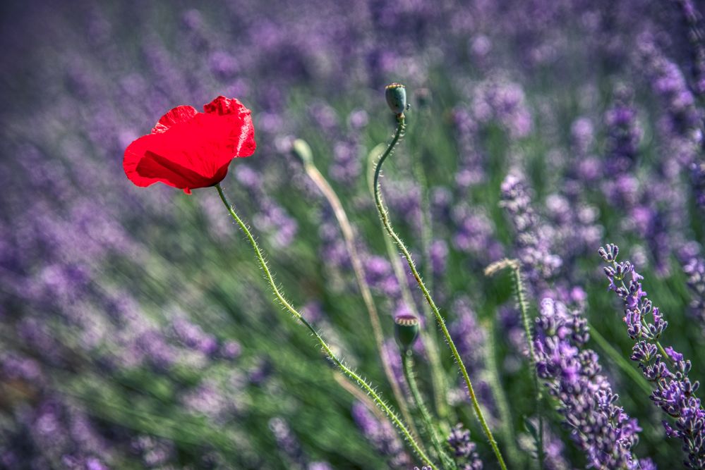 Coquelicot en Lavande