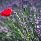 Coquelicot en Lavande