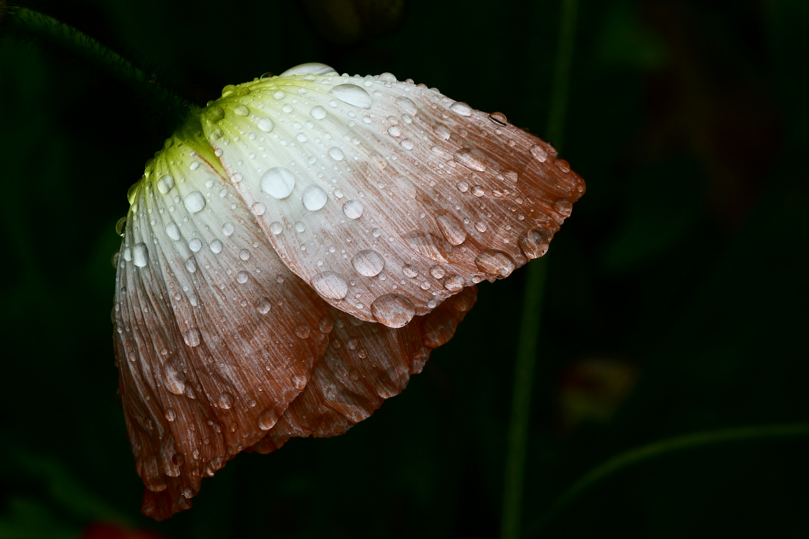 coquelicot en pleur