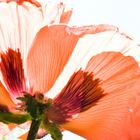 coquelicot en transparence